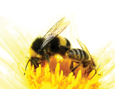 Polen Çiçeklerle Gelen Şifa / Ahmet Emre