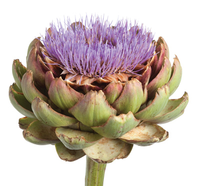 Karaciğer Dostu Enginar / Yakup Sezgin