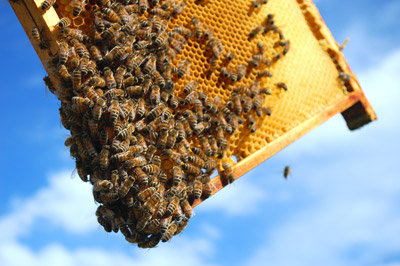 Apiterapi ile Doğal Tedavi / Dr. Timuçin Atayoğlu