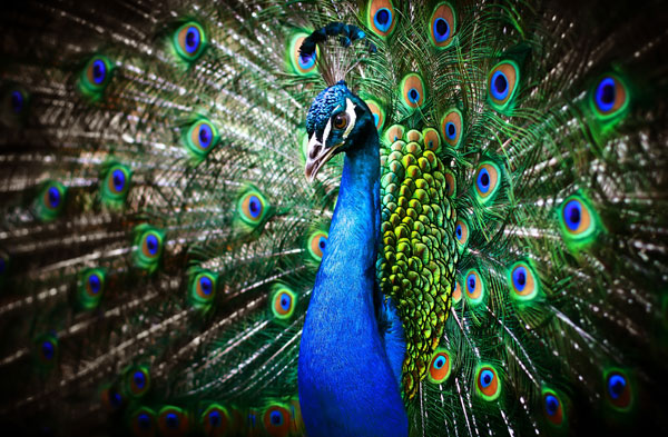 İlâhî Tasarım Delili / Songül Önal