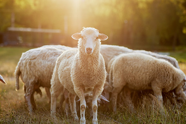 İtaat ve Teslimiyetin Adı: Kurban 